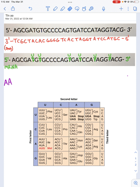 the-following-is-the-5-3-sequence-of-the-coding-strand-of-a-piece-of-dna-what-would-be-the-resulting-protein-after-transcription-and-translation-5-agcgatgtgccccagtgatccataggtacg-3-select-the-88866