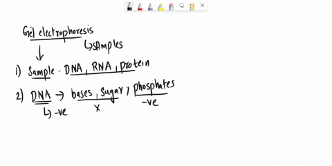 1-what-is-gel-electrophoresis-2-what-is-the-net-charge-of-a-dna-molecule-3-which-dna-molecules-travel-the-fastest-in-the-gel-smallest-or-largest-4-what-is-the-gel-made-of-5-list-at-least-two-26382