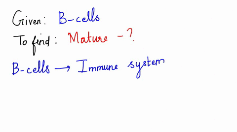 b-cells-mature-within-a-the-lymph-nodes-b-the-spleen-c-the-thymus-d-the-bone-marrow-86828