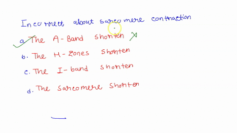 which-statement-about-sarcomere-contraction-is-incorrect-a-the-a-bands-shorten-b-the-h-zones-short-2-45932