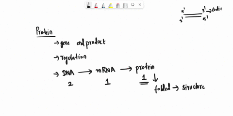 coding-5-ctaagcttcgca-3template-3-gattcgaagcgt-5what-mrna-sequence-is-coded-for-by-this-dna-sequence-what-about-protein-sequence-81574