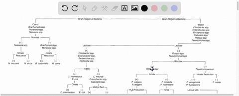 please-make-a-dichotomous-key-flow-chart-to-identify-each-of-the-unknown-bacteria-listed-below-using-the-tests-and-media-listed-after-the-bacterias-list-bacteria-bacillus-cereus-bacillus-sub-74616