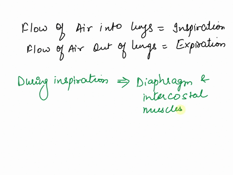 what-is-the-process-of-normal-inspiration-and-expiration-taking-pressure-changes-into-account-17058