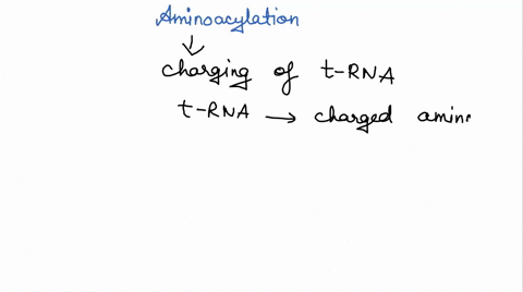 activated-form-of-an-amino-acid-used-in-protein-synlhesis-consisting-of-an-amino-acid-linked-via-high-energy-ester-bond-to-the-39-hydroxyl-group-of-irna-molecule-proteins-required-initiate-p-50155