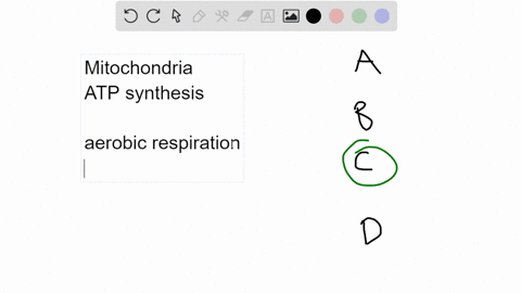 the-main-function-of-the-mitochondria-is-______________-a-digestion-of-molecules-inside-the-cell-b-photosynthesis-c-cellular-respiration-d-production-of-proteins-32904