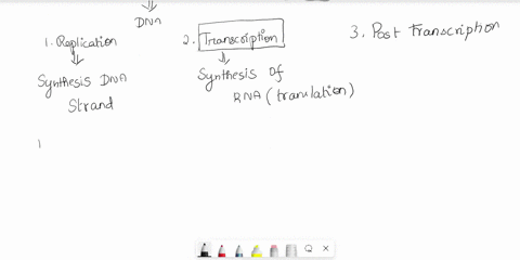 what-processes-occur-in-the-nucleus-77817
