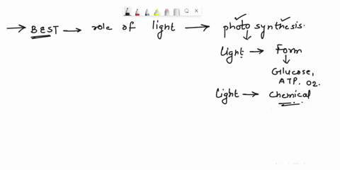 what-best-describes-the-role-of-light-in-the-overall-process-of-photosynthesis-a-light-provides-the-energy-for-breaking-apart-sugars-into-small-molecules-b-light-provides-the-energy-for-asse-66702