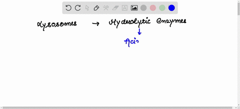 the-____-contains-hydrolytic-enzymes-for-the-digestion-of-proteins-lipids-nucleic-acids-and-polysaccharides-84807