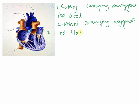 drag-each-label-to-the-location-of-each-structure-described-vessel-carrying-oxygenated-blood-to-the-myocardium-chamber-that-is-first-to-depolarize-during-contraction-ok-nt-vein-carrying-arte-07162
