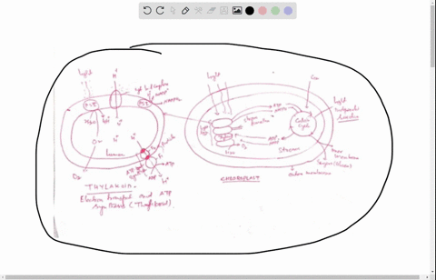 diagram-the-light-dependent-and-light-independent-reactions-in-a-chloroplast-and-show-places-where-products-travel-out-of-the-chloroplast-and-where-they-go-the-assignment-should-reflect-3-th-30664