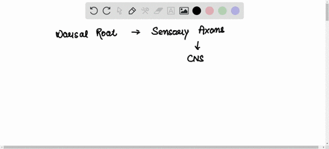 the-dorsal-root-of-a-spinal-nerve-contains-a-axons-of-motor-neurons-b-axons-of-sensory-neurons-c-cell-bodles-of-interneurons-0-dcell-bodies-of-motor-neurons-e-cell-bodles-of-sensory-neurons-06437
