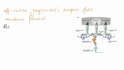 the-following-graph-shows-that-light-is-projected-to-the-surround-of-an-off-center-ganglion-cells-receptive-field-propose-a-possible-explanation-on-why-the-light-caused-depolarization-of-the-57842