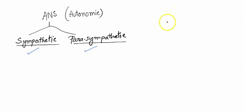 which-of-the-followings-is-a-feature-of-the-sympathetic-nervous-system-select-an-answer-and-submit-for-keyboard-navigation-use-the-upldown-arrow-keys-to-select-an-answer-preganglionic-neuron-65486
