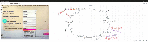 the-following-reactions-correspond-to-the-krebs-cycle-ck-identify-the-characteristics-that-distinguishes-citrate-isocitrate-choose-fumarate-malate-choose-isocitrate-alpha-ketoglutarate-choos-29503