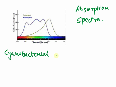 3 violct 1 green number of bacteria which wavelength 400...