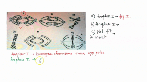 3-which-diagram-represents-anaphase-of-meiosis-explain-your-choice-b-which-diagram-represents-anaphase-il-of-meiosis-explain-your-choice-c-one-of-the-drawings-does-not-fit-into-meiosis-which-07377