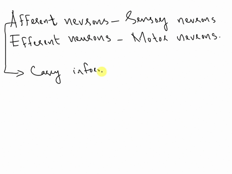 afferent-neurons-are-involved-with-involuntary-ctions-are-involved-with-voluntary-actions-send-sensory-information-to-the-central-nervous-system-send-information-peripherally-to-muscles-and-96161