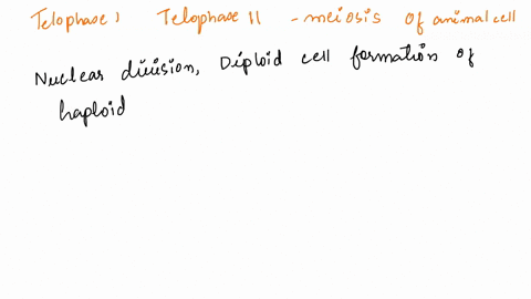 how-do-telophase-i-and-telophase-ii-differ-during-meiosis-in-animal-cells-a-cells-remain-diploid-at-36038