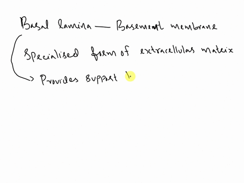 which-types-of-epithelial-cells-have-a-basal-lamina-39915