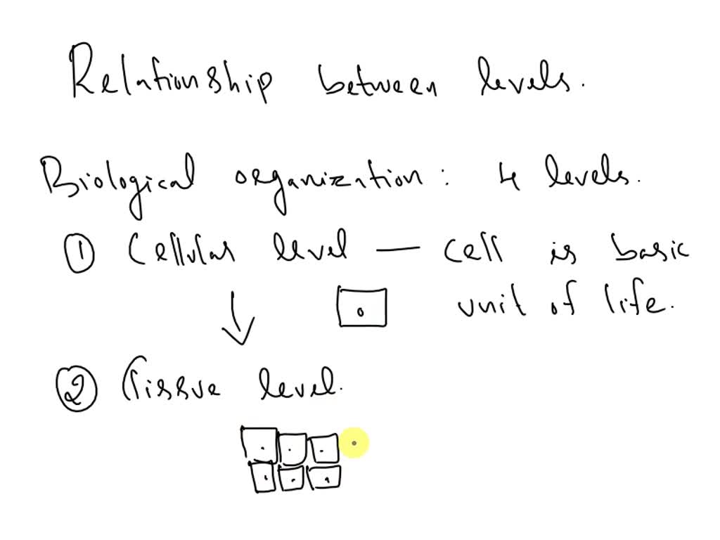 solved-what-is-the-relationship-between-levels-biological-organization