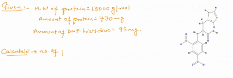 a-scientist-is-conducting-a-sangers-sequencing-experiment-to-determine-the-number-of-polypeptides-present-in-an-oligomeric-protein-the-molecular-weight-of-the-protein-is-13000-gmol-after-the-51976