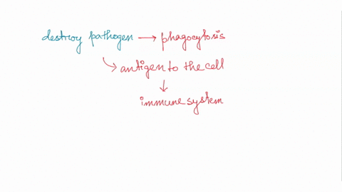 dendritic-cells-and-macrophages-have-a-common-function-because-of-this-they-are-typically-called-cytotoxic-cells-leukocytes-scavenger-cells-antigen-presenting-cells-47328