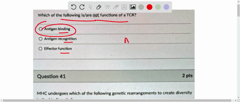 which-of-the-following-isare-not-functions-of-a-tcr-antigen-binding-antigen-recognition-effector-function-question-41-2-pts-mhc-undergoes-which-of-the-following-genetic-rearrangements-to-cre-70868