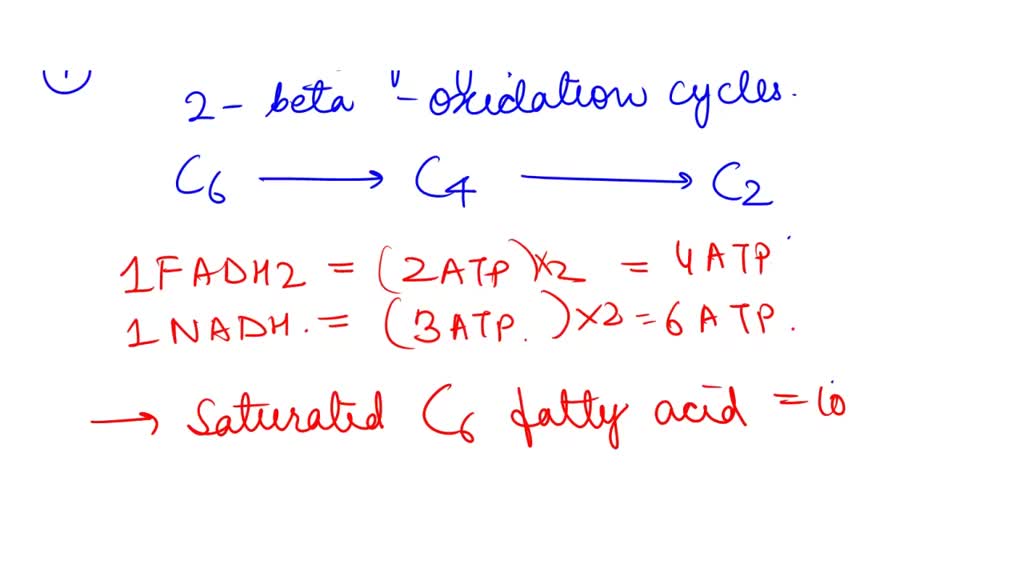 Solved Calculate The Number Of Atp Equivalents Produced By Oxidation