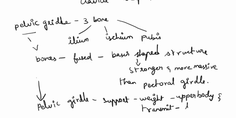 compared-with-the-pectoral-girdle-the-pelvic-girdle-does-not-articulate-with-the-axial-skeleton-o-is-comprised-of-2-massive-boneswhich-are-adapted-for-weight-bearing-o-is-part-of-the-axial-s-48547