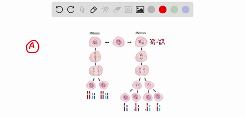 which-of-the-following-statements-regarding-mitosis-and-meiosis-is-false-meiosis-provides-for-asexual-reproduction-events-that-occur-during-mitosis-is-quite-similar-to-meiosis-ii-mitosis-pro-18752