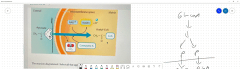the-reaction-diagrammed-select-all-that-apply-is-the-final-reaction-of-glycolysis-shows-synthesis-of-the-substrate-that-enters-the-citric-acid-cycle-occurs-twice-for-each-glucose-oxidized-oc-90474