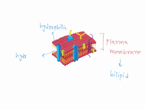 some-solutes-are-able-pass-diroctly-through-ihe-lipid-bilayer-of-a-plasma-membrane-whereas-other-solutes-require-transport-protein-or-other-mechanism-lo-cross-between-the-inside-and-the-outs-16688