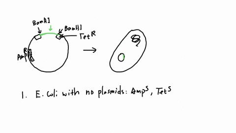 2-8-points-a-plasmid-that-encodes-resistance-to-ampicillin-and-tetracycline-is-digested-with-the-restriction-enzyme-bamhi-which-cuts-the-plasmid-at-a-single-site-within-the-tetracycline-tres-26578