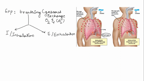 in-negative-pressure-filling-air-moves-into-the-lungs-when-a-the-volume-of-the-thoracic-cavity-incre-78046