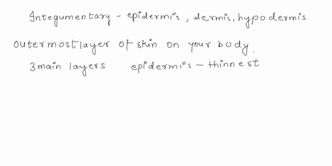 list-the-layers-of-the-epidermis-and-their-functions-name-the-cell-types-of-the-epidermis-and-specify-their-roles-in-the-integumentary-system-96428