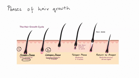 the-growth-rate-for-s-scalp-hair-is-about-_________-per-day-for-15-7-years-and-then-the-hair-becomes-dormant-33634