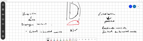 when-the-diaphragm-and-external-intercostal-muscles-contract-which-of-the-following-actions-does-not-occur-air-moves-into-lungs-the-diaphragm-moves-inferiorly-the-intrapulmonary-pressure-decreases-the