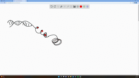 the-length-of-a-dna-molecule-in-a-typical-mammalian-cell-is-calculated-to-be-approximately-22meterhow-is-the-packaging-of-this-long-molecule-done-to-accommodate-it-within-the-nucleus-having-61928