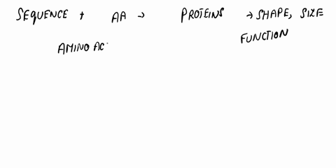 the-shape-and-function-of-a-protein-molecule-is-ultimately-determined-by_______-because-this-is-where-protein-synthesis-begins-22583