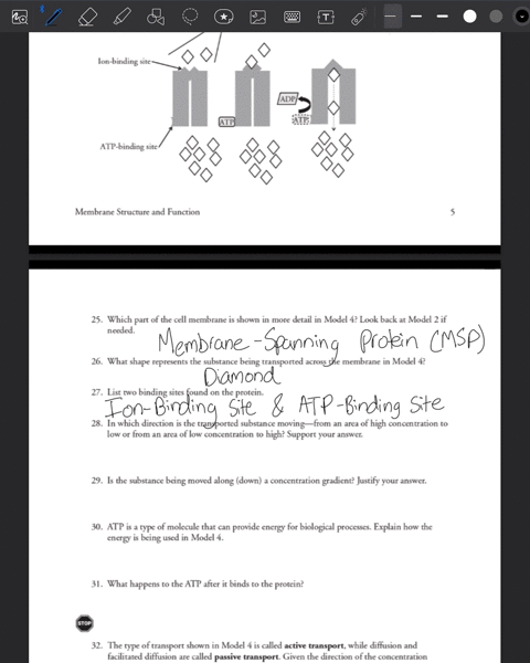 read-this-some-molecules-such-as-glucose-use-gated-channels-as-shown-in-model-3-however-not-all-channels-are-gated-some-channels-remain-permanently-open-and-are-used-to-transport-ions-and-water-across