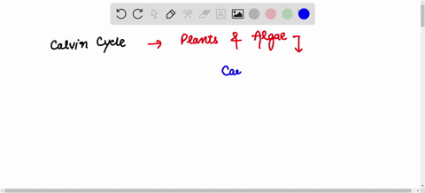 during-the-calvin-cycle-of-photosynthesis-carbon-dioxide-is-converted-into-glucose-water-is-converted-into-oxygen-atp-and-nadph-are-made-from-adp-pi-and-nadp-glucose-is-broken-down-into-pyru-64896