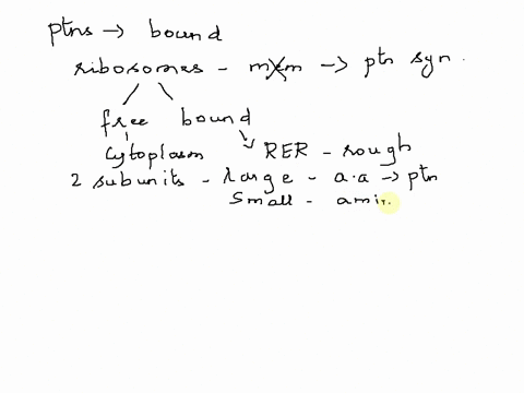 question-14-2-points-which-of-the-following-proteins-would-be-made-on-ribosomes-that-are-bound-to-the-rough-endoplasmic-reticulum-choose-all-that-are-correct-a-a-enzyme-that-digests-glucose-40924