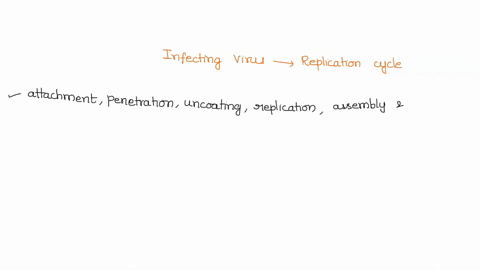 early-enzymes-encoded-by-the-infecting-virus-are-produced-during-what-phase-of-the-viral-replication-cycle-42637