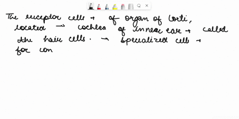 what-are-the-receptor-cells-of-the-organ-of-corti-cochlea-called-23118