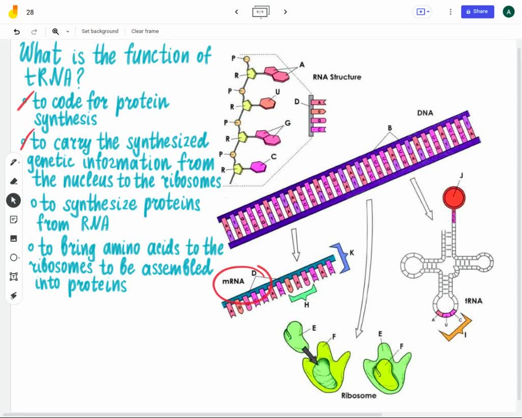 SOLVED: What is the function of tRNA? Click or tap here to enter text ...