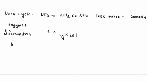 describe-the-urea-cycle-a-the-urea-cycle-is-the-mechanism-of-conversion-of-urea-to-ammonia-involving-93598