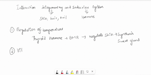 describe-the-interaction-between-the-integumentary-and-the-endocrine-system-how-do-they-work-together-in-the-human-body-86458