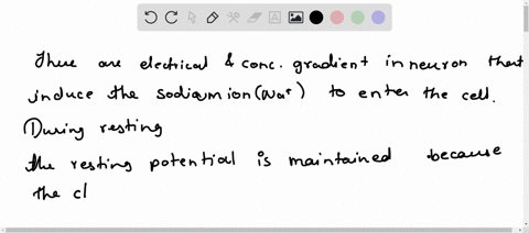 when-a-neuron-is-at-rest-a-greater-concentration-of-sodium-ions-remains-outside-the-nerve-cell-b-the-32953