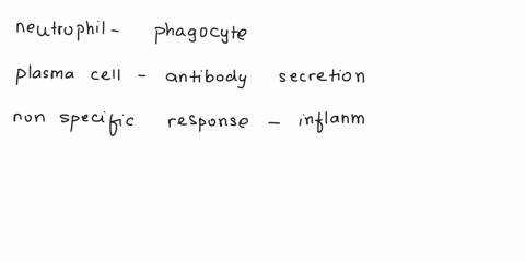 match-the-immunity-concepts-a-neutrophil-b-plasma-cell-c-nonspecific-response-d-purposely-causing-me-65372