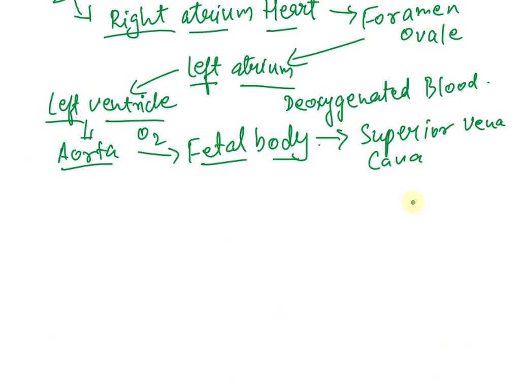 solved-activity-4-tracing-blood-flow-fetal-circulation-1-complete-the-following-chart